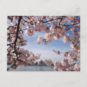 Denkmäler   Jefferson Memorial Cherry Blossys Postkarte