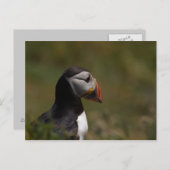 Denkpuffin Postkarte (Vorne/Hinten)