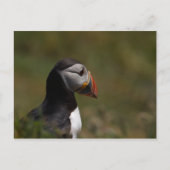 Denkpuffin Postkarte (Vorderseite)