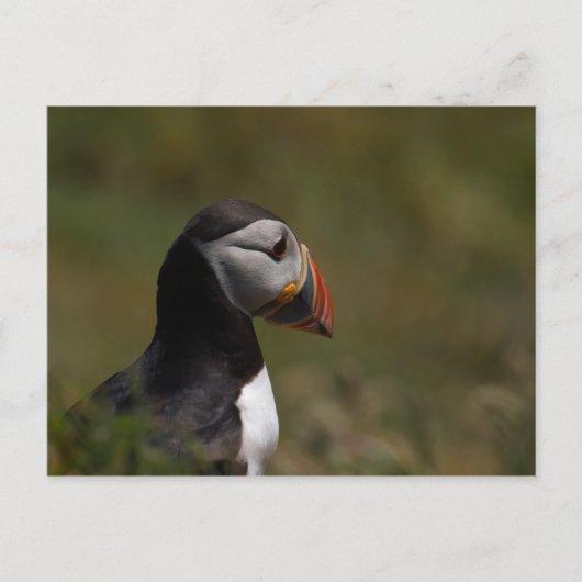 Denkpuffin Postkarte (Vorderseite)