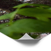 Denny Creek Print Poster (Ecke)