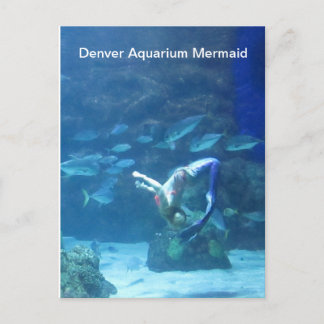 Denver Aquarium Mermaid Postcard Postkarte