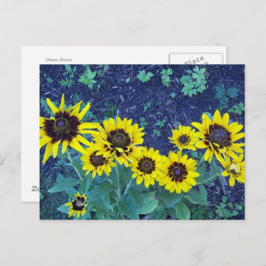 Denver daisies postkarte (Vorne/Hinten)