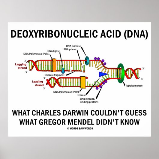 Deoxyribonukleinsäure (DNA) Darwin Mendel Sprichwo Poster (Vorne)