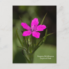 Deptford Pink Virginia Wildblume Floral Postcard Postkarte