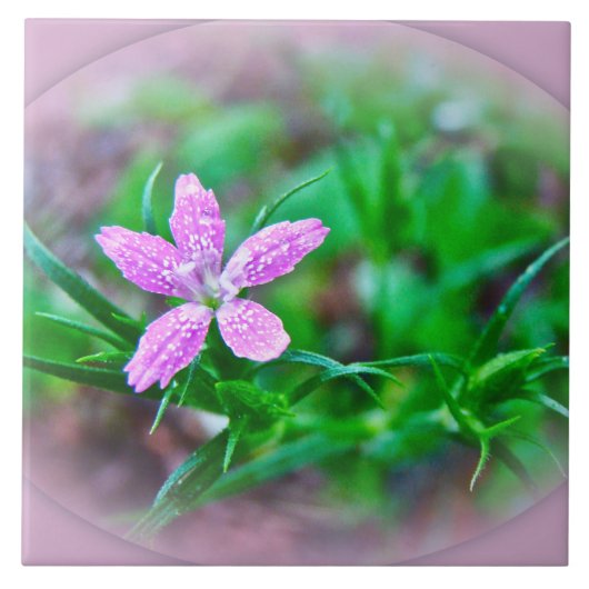Deptford Pink Wildblume Fliese (Vorderseite)