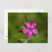 Deptford Pink Wildblume Floral Postcard Postkarte (Vorne/Hinten)