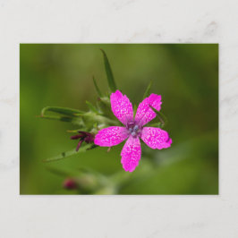 Deptford Pink Wildblume Floral Postcard Postkarte