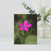 Deptford Pink Wildblume Name Floral Postcard Postkarte (Stehend Vorderseite)