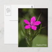 Deptford Pink Wildblume Name Floral Postcard Postkarte (Vorne/Hinten)