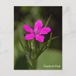 Deptford Pink Wildblume Name Floral Postcard Postkarte