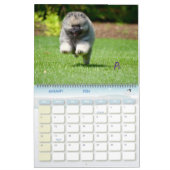 Der 2016 Trompetekeeshond-Kalender: Welpen-Ausgabe Kalender (Jan 2026)