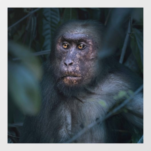 Der Affe im Dschungel Fensteraufkleber (Blatt)