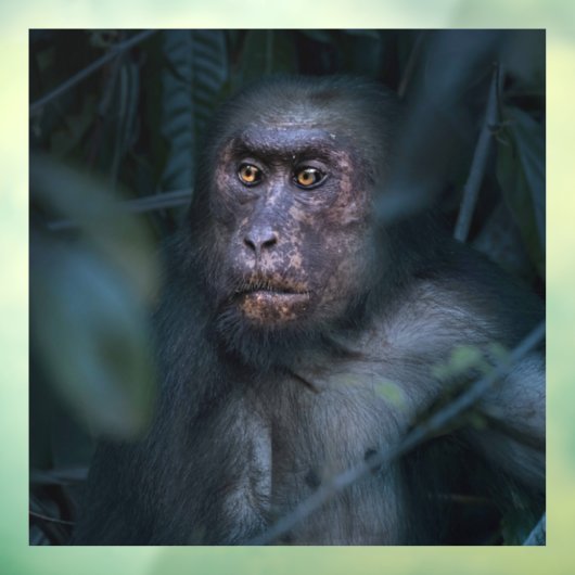 Der Affe im Dschungel Fensteraufkleber (Blatt 3)