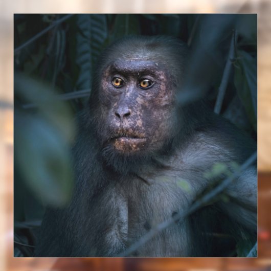 Der Affe im Dschungel Fensteraufkleber (Blatt 2)