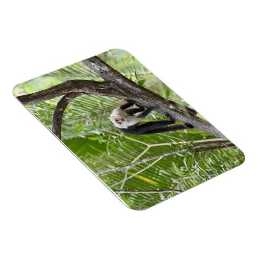 Der Affe im Dschungel Magnet (Rechte Seite)