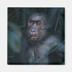 Der Affe im Dschungel Magnet
