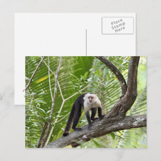 Der Affe im Dschungel Postkarte (Vorne/Hinten)