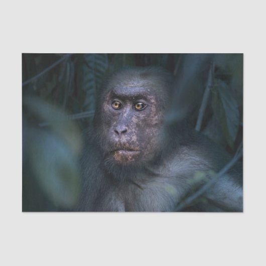 Der Affe im Dschungel Seidenpapier (Vorderseite)