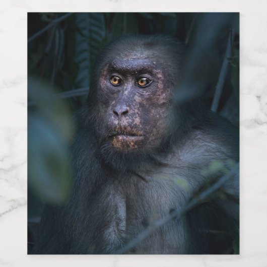 Der Affe im Dschungel Weinetikett (Einzelnes Label)