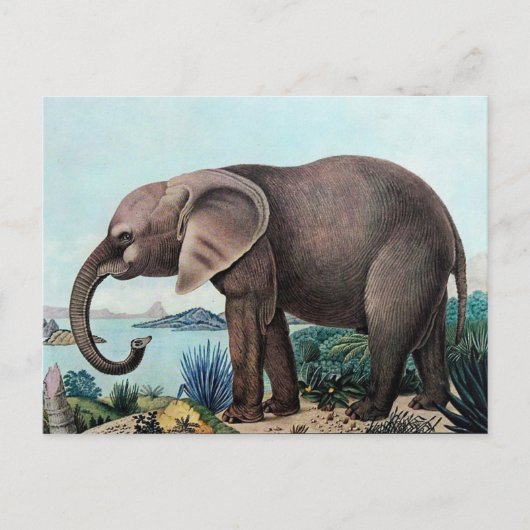 Der afrikanische Elefant oder der afrikanische Ele Postkarte (Vorderseite)