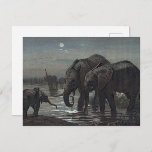Der afrikanische Elefant von Joseph Wolf Postkarte (Vorne/Hinten)