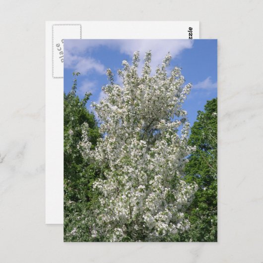 Der alte Apfelbaum Postkarte (Vorne/Hinten)