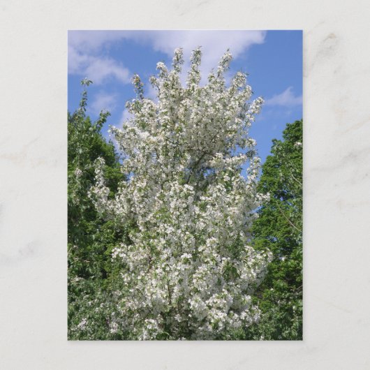 Der alte Apfelbaum Postkarte (Vorderseite)