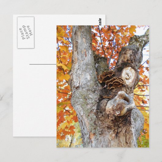 Der alte Baum Postkarte (Vorne/Hinten)