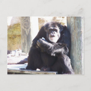 der alte Schimmel Postkarte