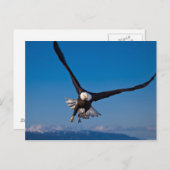 Der amerikanische Adler Postkarte (Vorne/Hinten)