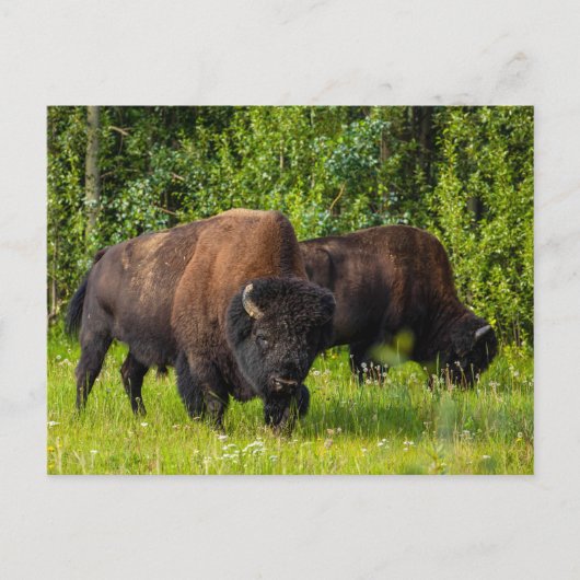Der Amerikanische Bison am Alaska Highway Postkarte (Vorderseite)