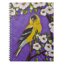 Der amerikanische Goldfinch