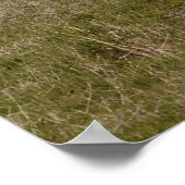 Der amerikanische Löwe mit Mammoths und Bison, Pos Poster (Ecke)