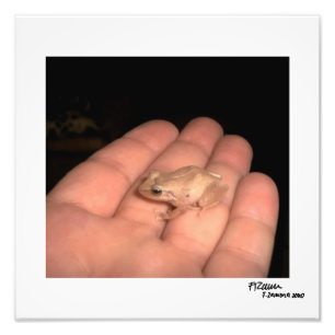 Der Amphibien. Fotodruck