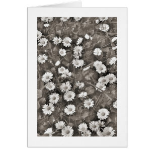 Der Ancient of Daisies