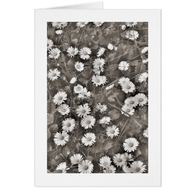 Der Ancient of Daisies (Vorne)