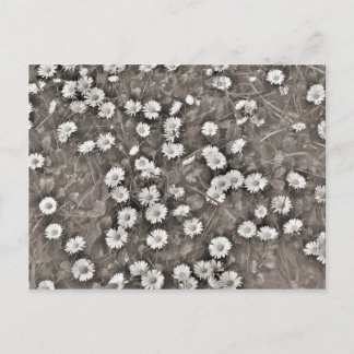 Der Ancient of Daisies Postkarte