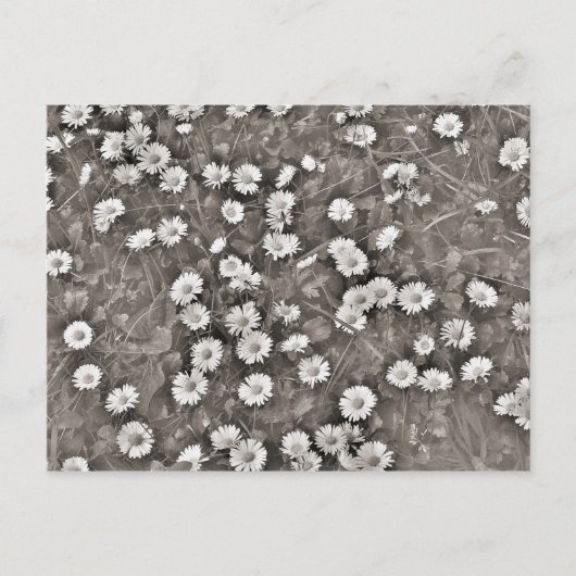 Der Ancient of Daisies Postkarte (Vorderseite)