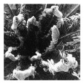 Der Anfang Fotodruck (Vorne)