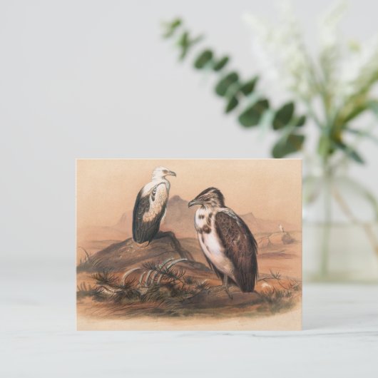 Der angolanische Vulkan von Joseph Wolf Postkarte (Stehend Vorderseite)