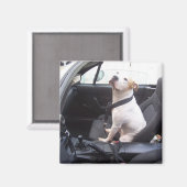 Der Anti Michael Vick Magnet (Vorderseite/Rückseite)