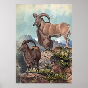 Der Aoudad von Joseph Wolf Poster