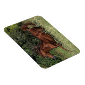 Der arabische Stalon, der im Gras läuft Magnet (Rechte Seite)