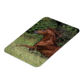 Der arabische Stalon, der im Gras läuft Magnet (Linke Seite)