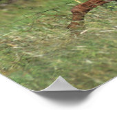 Der arabische Stalon, der im Gras läuft Poster (Ecke)