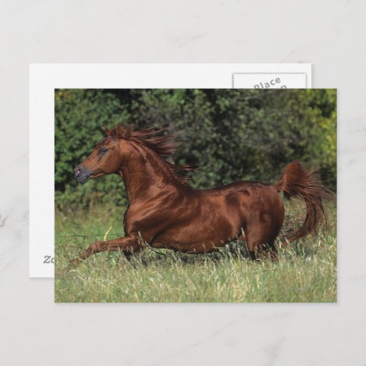 Der arabische Stalon, der im Gras läuft Postkarte (Vorne/Hinten)