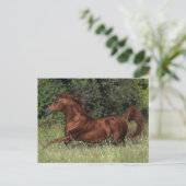 Der arabische Stalon, der im Gras läuft Postkarte (Stehend Vorderseite)