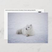 Der Arktische Fox im Winter Wonderland Postkarte (Vorne/Hinten)