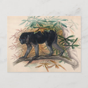 Der Aschschwarze Affe von Joseph Wolf Postkarte